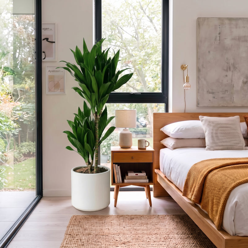 Dracaena fragrans "Janet Craig" | Dubai Favorite Houseplant! (Copy)