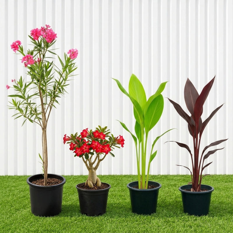 Flowering Plant Bundle | UAE's Vibrant Garden Collection!
