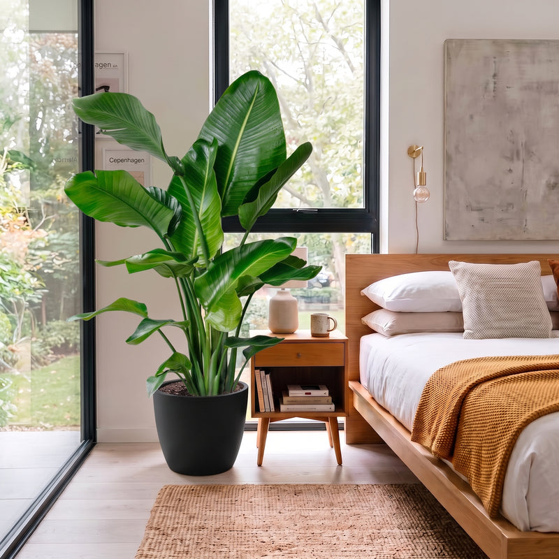 Strelitzia Nicolai - Bird of Paradise Plant طائر الجنة | UAE's Bold Tropical Statement!