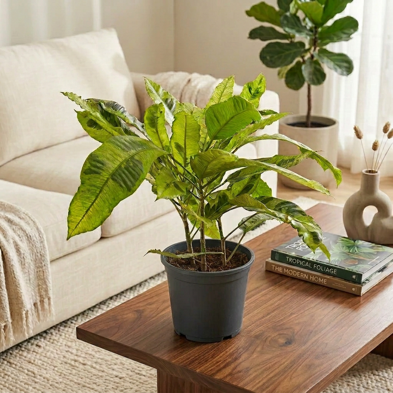 Croton Tamara (Codiaeum variegatum)