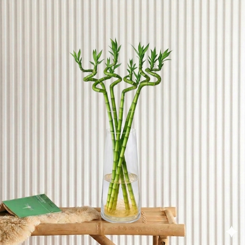 Lucky Bamboo Plants | UAE's Indoor Greenery Charm!