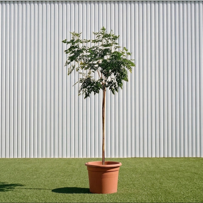 Millingtonia Hortensis - Indian Cork Tree (Jasmine Tree) | UAE’s Timeless Greens!