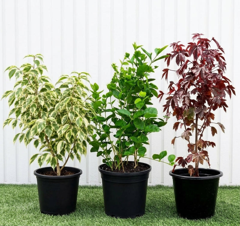 Tricolor Greenery Bundle ⭐Variegated Weeping Fig 35 - 50cm I Arabian Jasmine Motia 30-40cm I Cranberry Hibiscus 0.4-0.5m