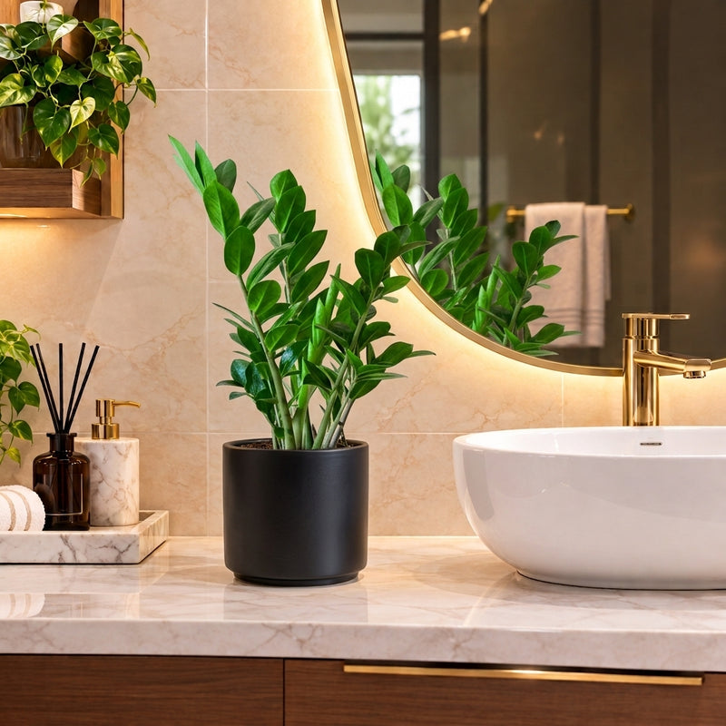 Zamioculcas Zamiifolia - Zanzibar Gem or ZZ Plant | UAE's Excellent Houseplant!