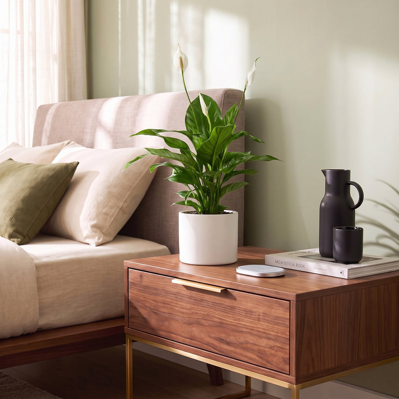 Peace Lily - Spathiphyllum | Dubai's Favorite Houseplant! (Copy)