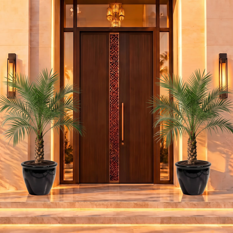 Phoenix Roebelenii in Rolled Rim Pot| Dubai's Best Door Step Plants