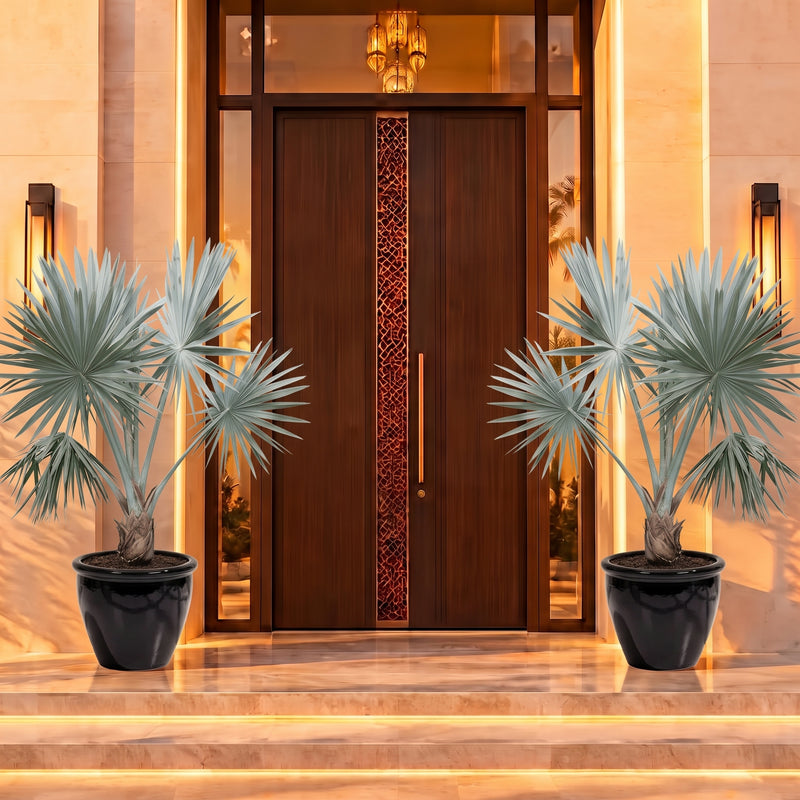 Bismarck Palm - Bismarckia Nobilis In Fancy Rolled Rim Pot | UAE's Best Tropical Palm!