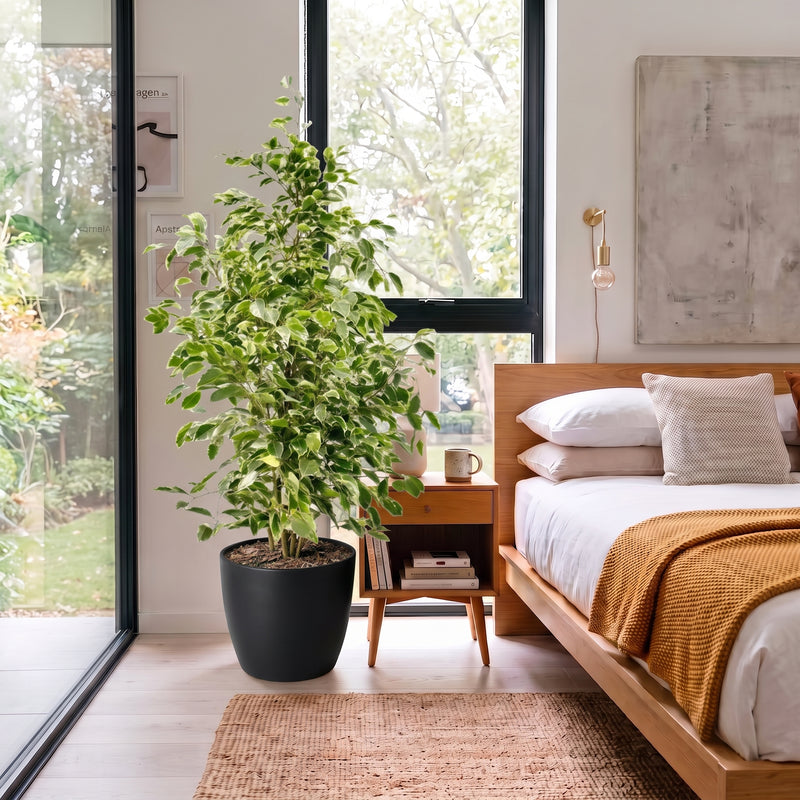 Ficus Benjamina Holland - Twilight 100 -120cm | UAE's Lush Greens!