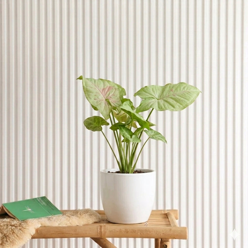 Syngonium Milk Confetti (30-40cm) | Dubai's Vibrant Arrowhead Plant!