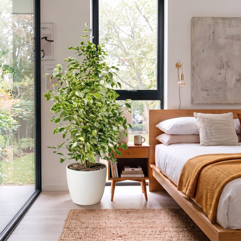 Ficus Benjamina Holland - Twilight 100 -120cm | UAE's Lush Greens!
