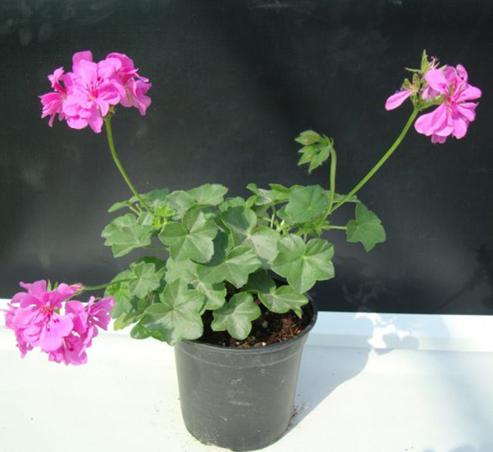 Geranium "Crane's-bill" Mix Flowers