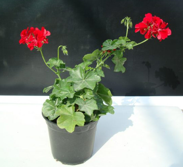 Geranium "Crane's-bill" Mix Flowers