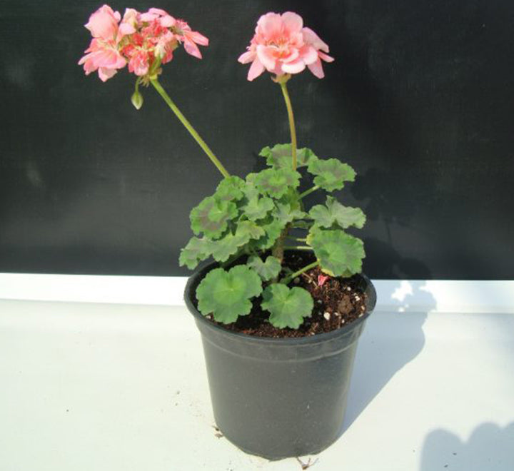 Geranium "Crane's-bill" Mix Flowers