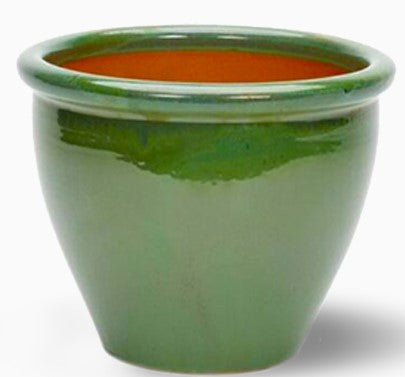 Chinese Guava (Psidium cattleianum)1.5-2.0m