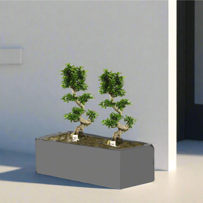 Ficus "S" Bonsai Duo in Rectangular Fiber Glass Planter (GRP) (70x30x30cm)