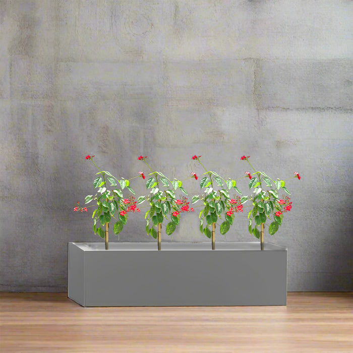 Four Jatropha in Rectangular Fiber Glass Planter (GRP) (70x30x30cm)