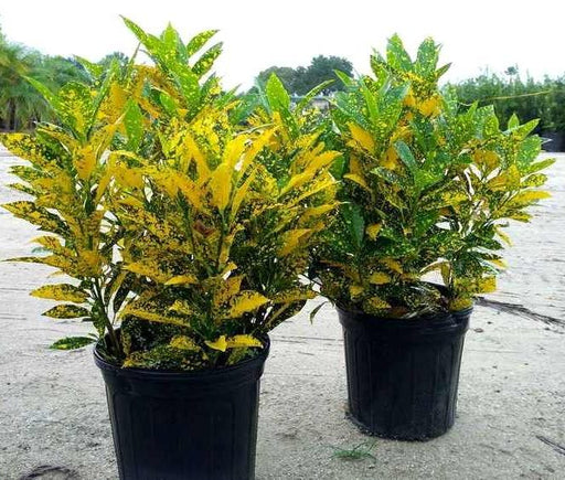 Croton Gold Dust "Codiaeum Variegated Gold Dust" Green Souq
