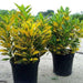 Croton Gold Dust "Codiaeum Variegated Gold Dust" Green Souq