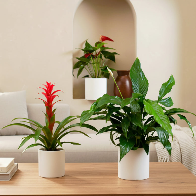 Flowering Mix bundle in  ceramic pot(1x Peace Lily (Spathiphyllum) | 60cm - 80cm 1x Anthurium (Anthurium andraeanum) | 30cm - 40cm 1x Guzmania (Guzmania spp.) | 40cm - 50cm