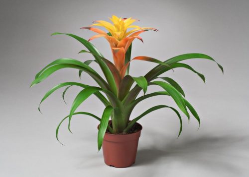 Guzmania Red and Yellow Plants or Scarlet Star
