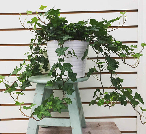 Hedera helix or English Ivy الإنجليزية اللبلاب