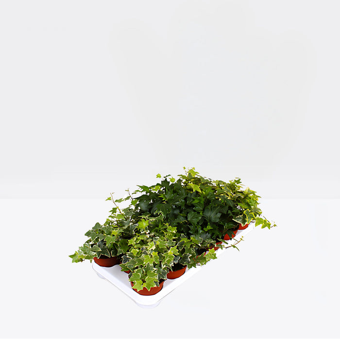 Hedera helix or English Ivy "Mixed Per Plant" 10-15cm