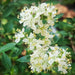 Henna Lawsonia Inermis Mehendi Plant Green Souq
