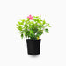 Hibiscus rosa sinensis Red