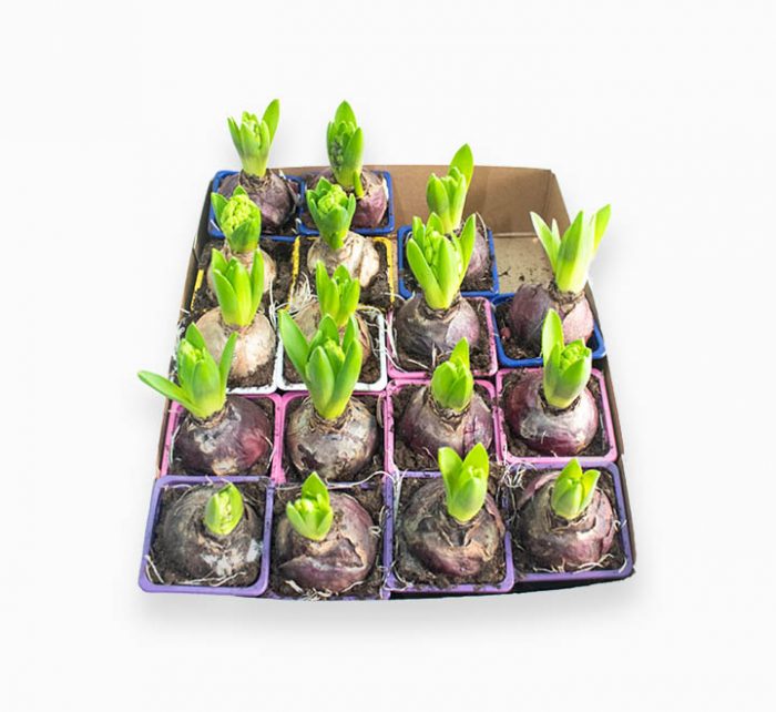 Hyacinth Bulb 1pp