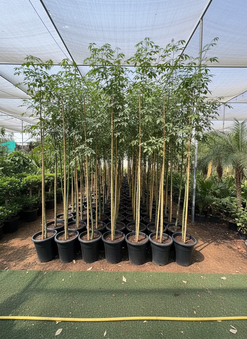 Chaurasia Speciosa 2-2.5m