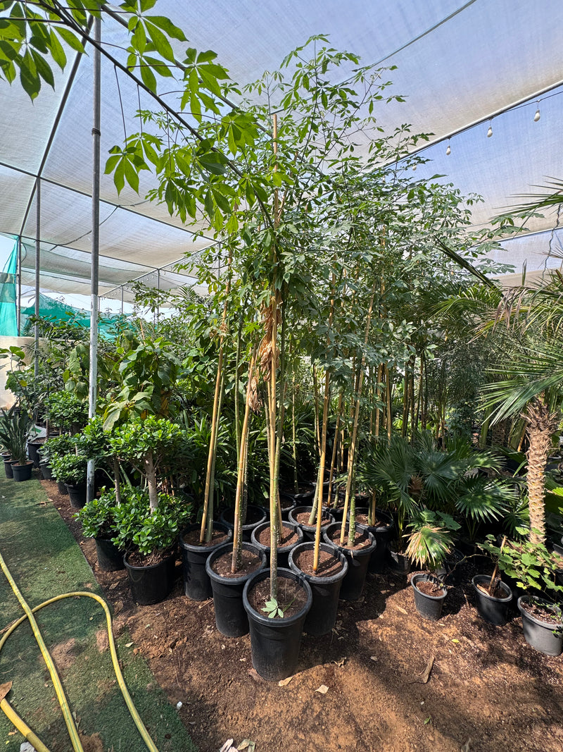 Chaurasia Speciosa 2-2.5m