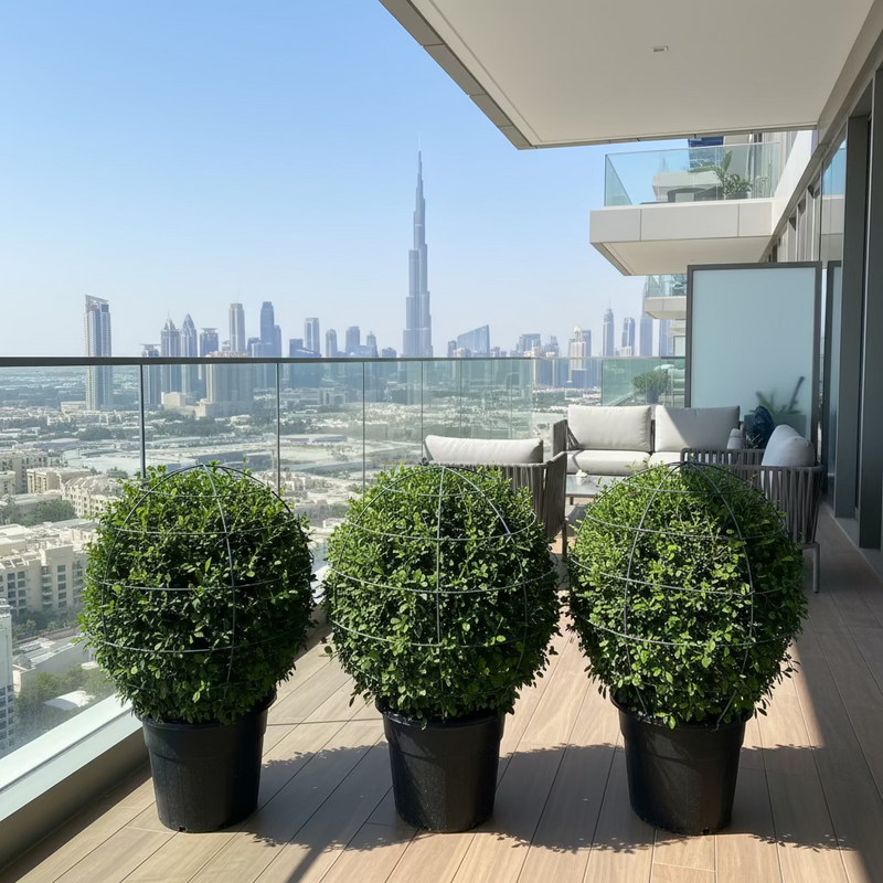 Ehretia Microphylla | Fukien Tea Tree | Ehretia Ball Shape