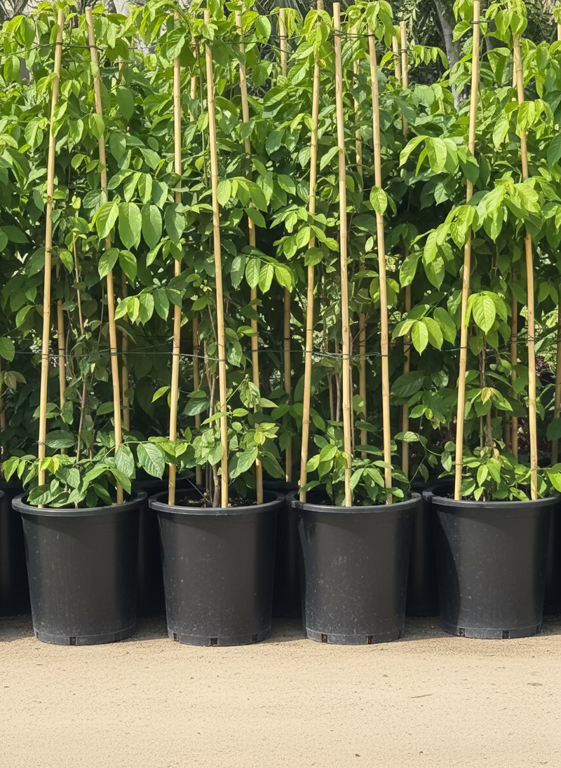 Quisqualis Indica Or Rangoon Creeper