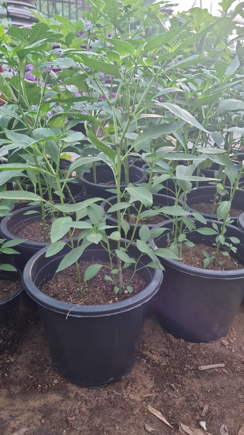 Capsicum Plant "Organic" | UAE Good Greens!