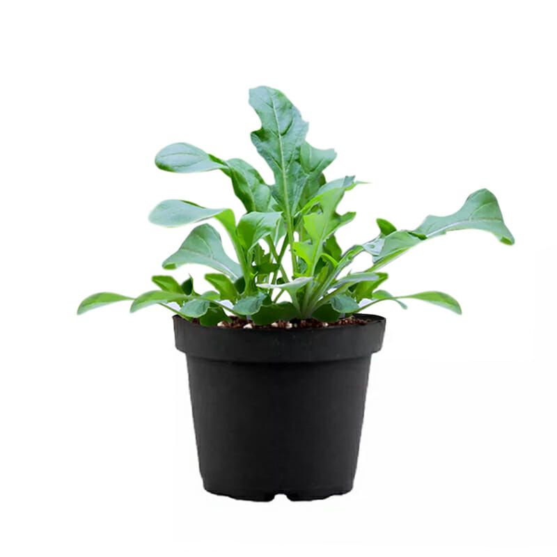 Rucola (Arugula/Rocket)