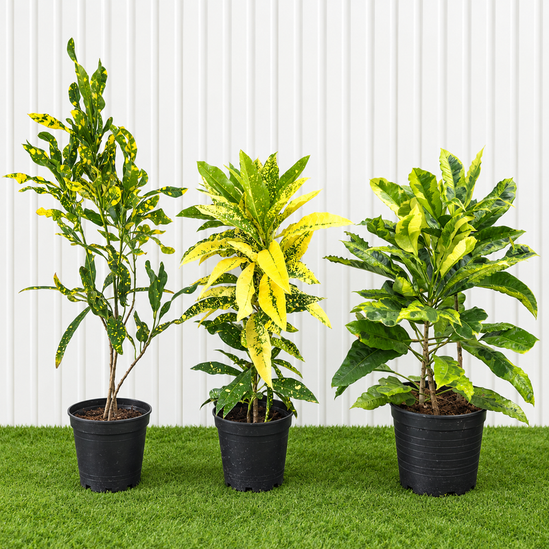Green & Gold Croton Trio | Dubai’s Tropical Plant Bundle (indoor)