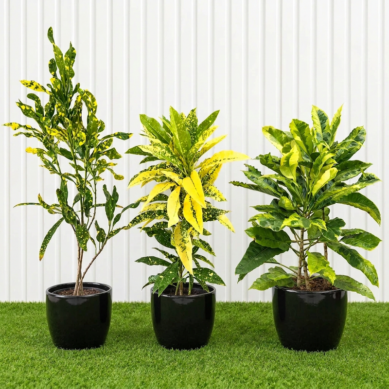 Green & Gold Croton Trio | Dubai’s Tropical Plant Bundle (indoor)
