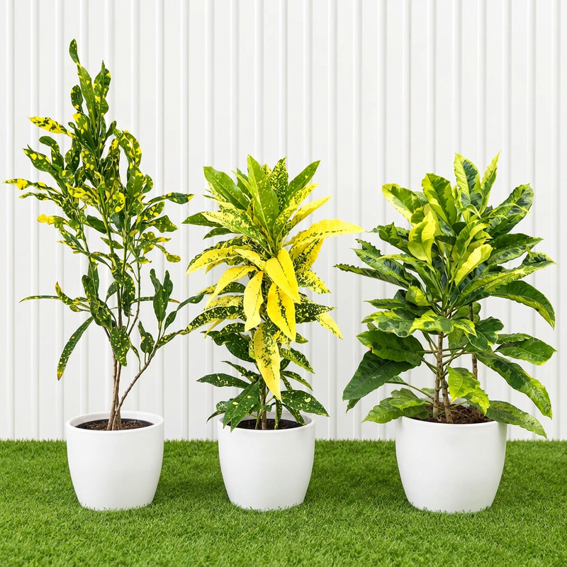 Green & Gold Croton Trio | Dubai’s Tropical Plant Bundle (indoor)