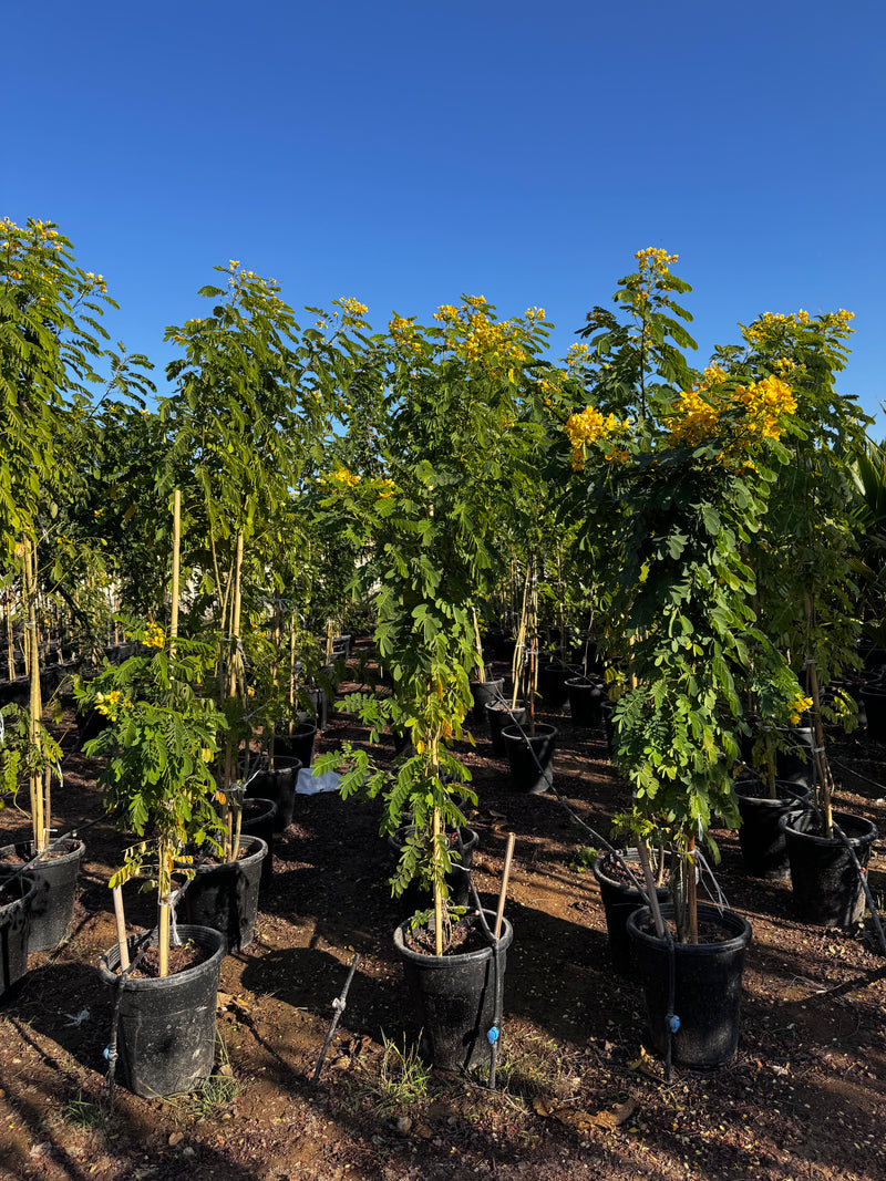 Cassia Surattensis "Scrambled Egg Plant"