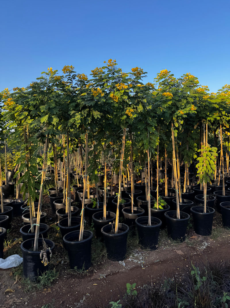 Cassia Surattensis "Scrambled Egg Plant"