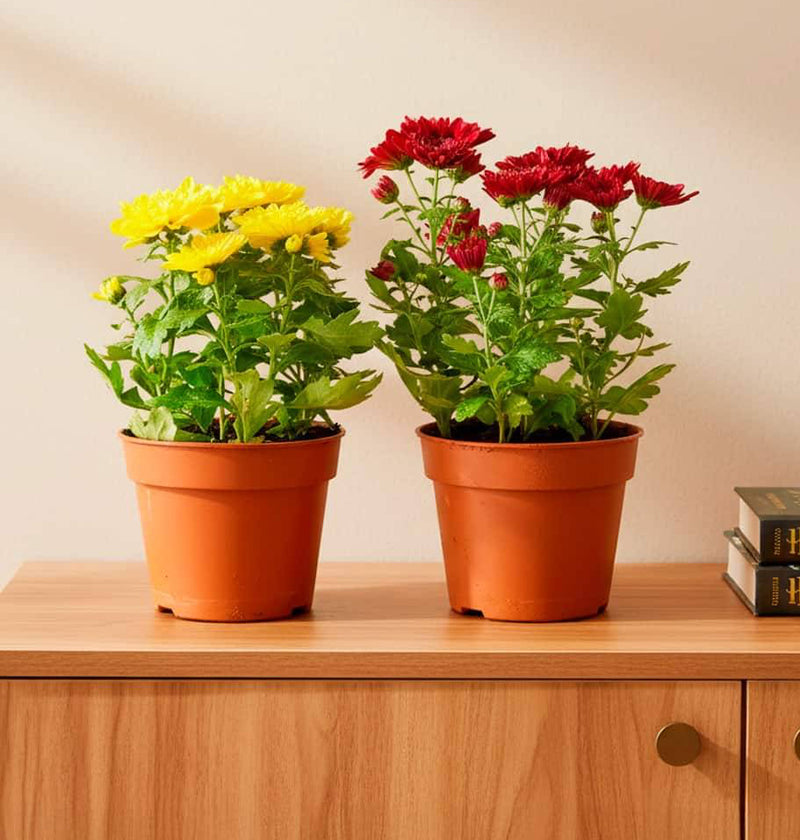 Chrysanthemum assorted 20 – 25cm