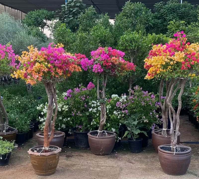 Bougainvillea Specimen "Single Head"
