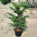Araucaria heterophylla (Norfolk Island Pine)