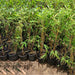 Bambusa vulgaris or Common Bamboo