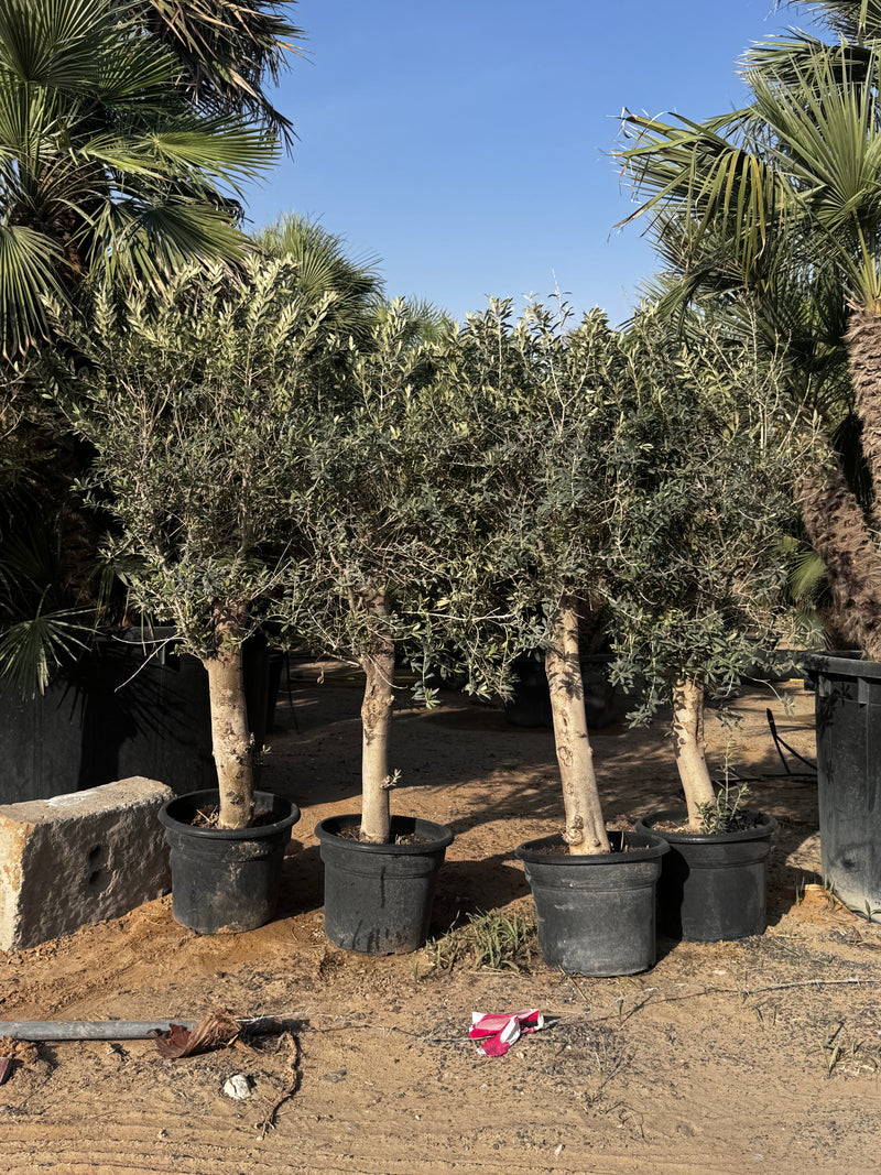 Mature Olive Tree | UAE Best Sellers!