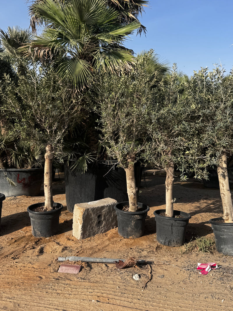 Mature Olive Tree | UAE Best Sellers!