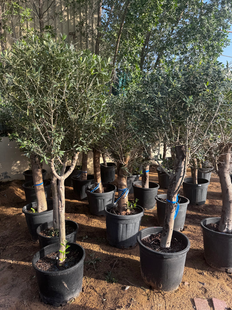 Mature Olive Tree | UAE Best Sellers!
