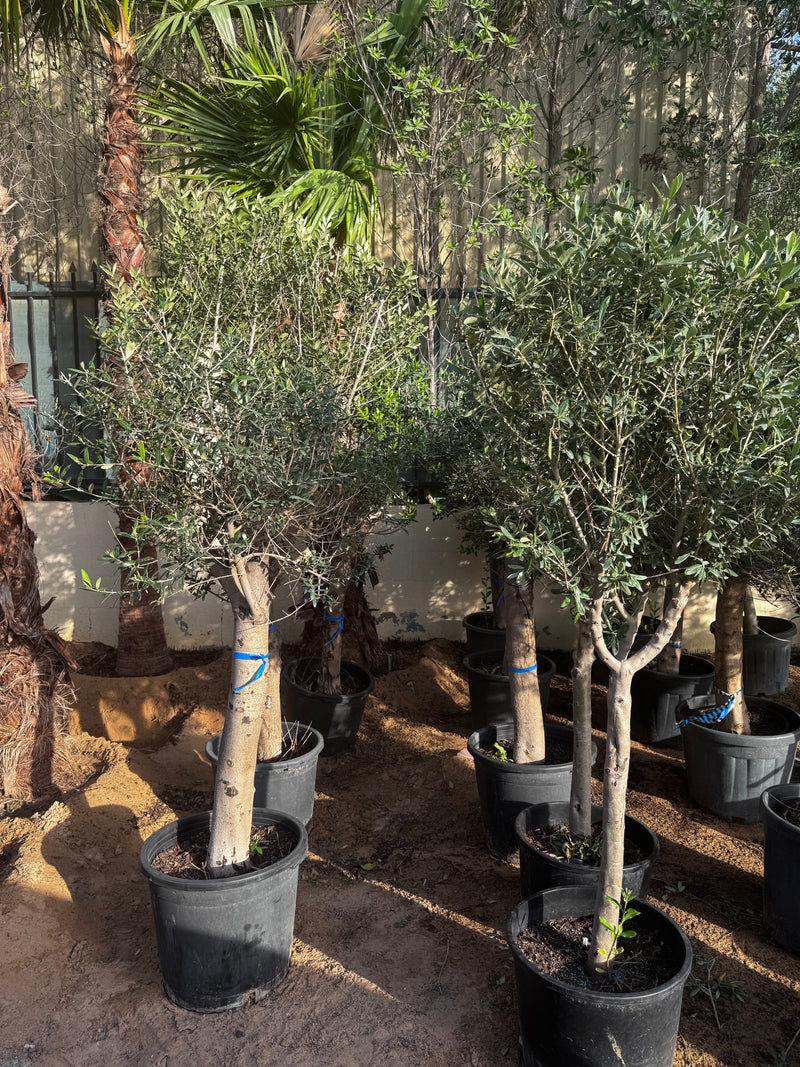 Mature Olive Tree | UAE Best Sellers!