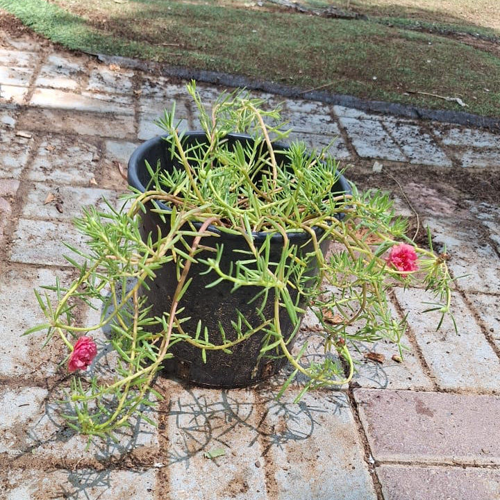 Rose Moss - Portulaca Grandiflora (6Ltr pot) | Dubai Gardens Glory!