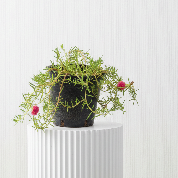 Rose Moss - Portulaca Grandiflora (6Ltr pot) | Dubai Gardens Glory!